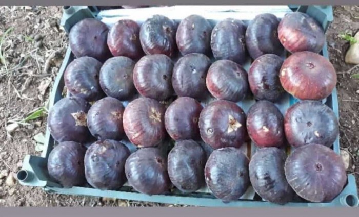 انجیر سیاه